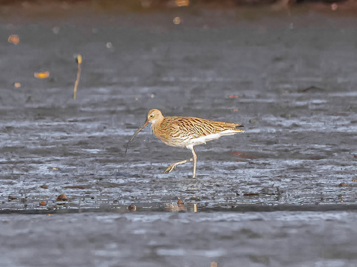 Eurasian Curlew - ML638525034