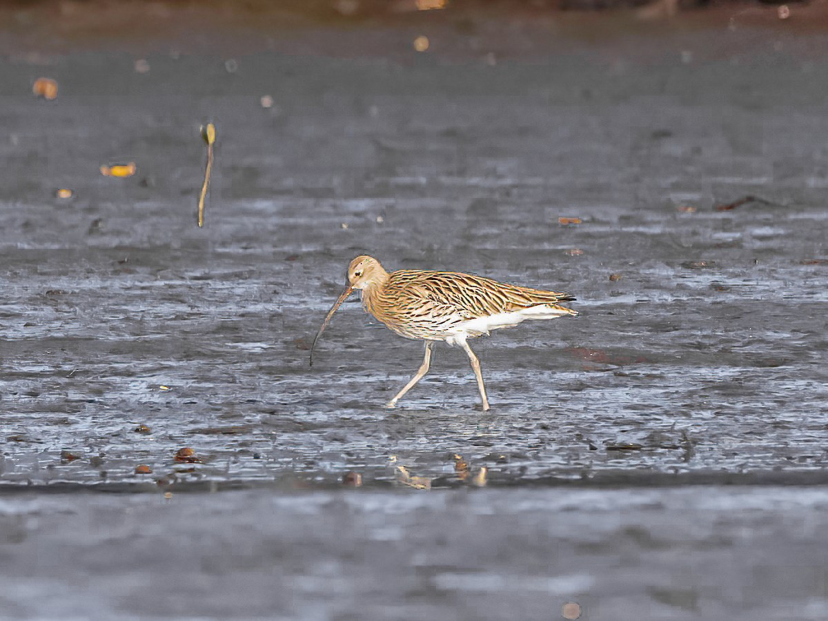 Eurasian Curlew - ML638525035