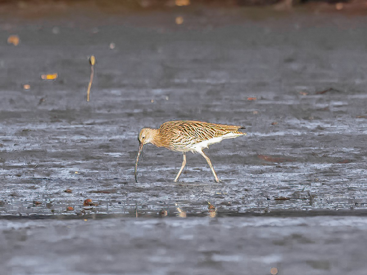 Eurasian Curlew - ML638525037