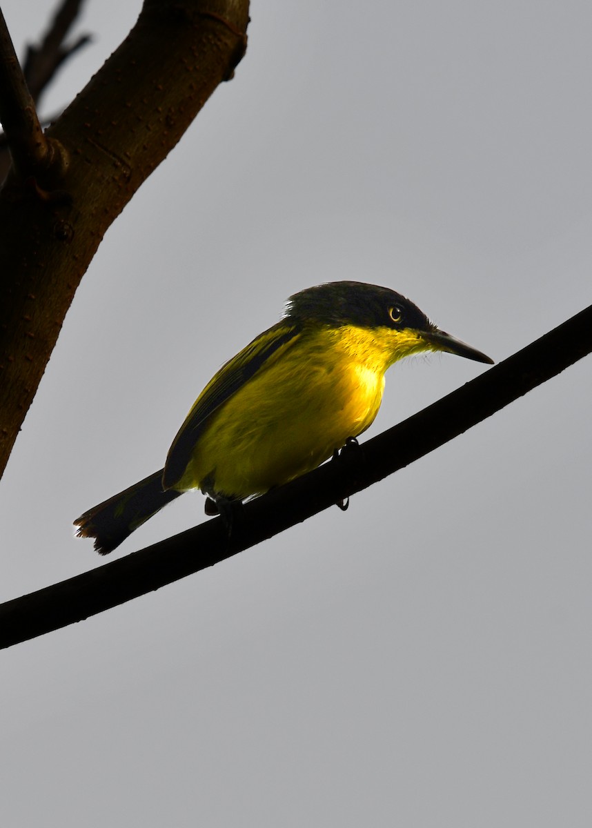 Common Tody-Flycatcher - ML638525053