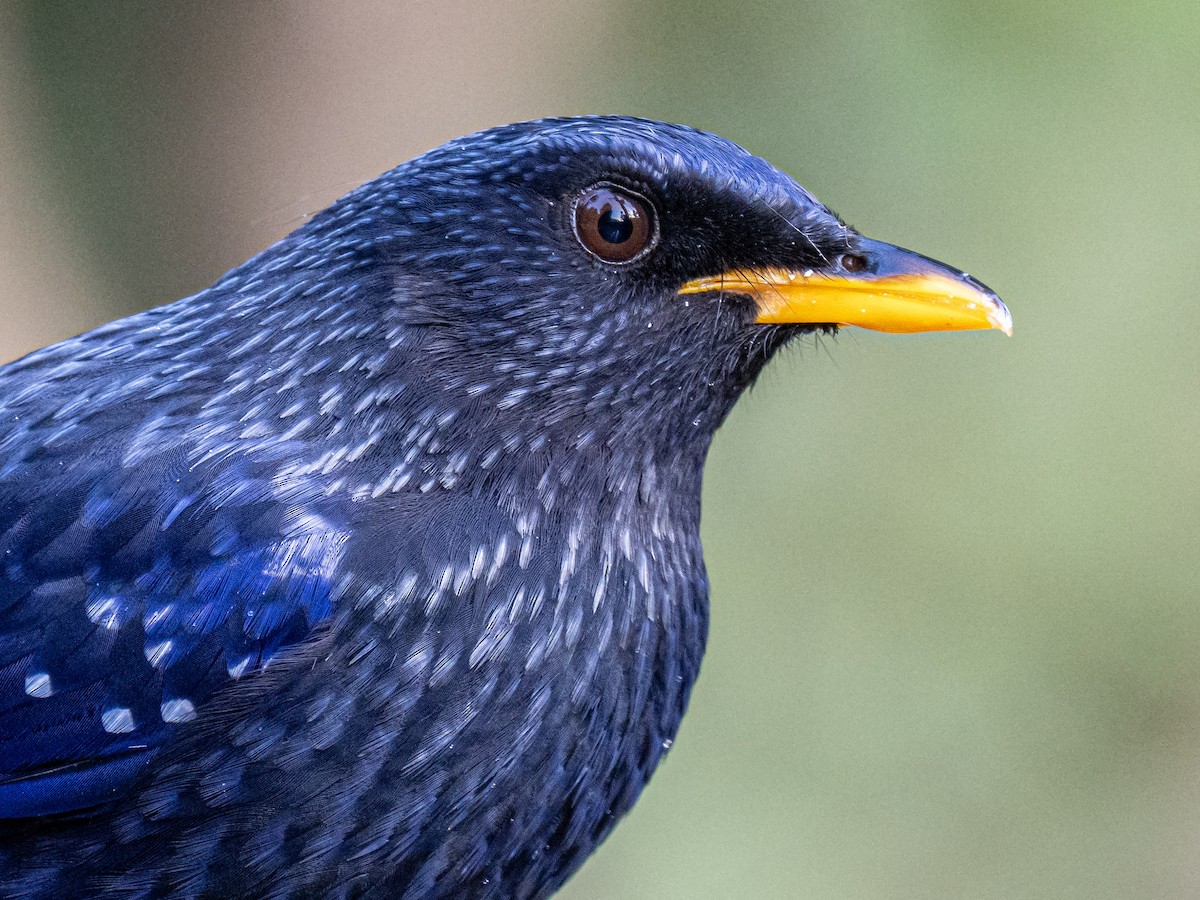Blue Whistling-Thrush - ML638525061