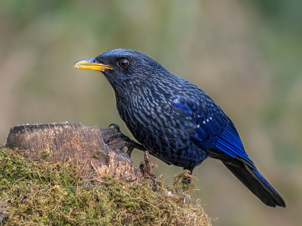 Blue Whistling-Thrush - ML638525062