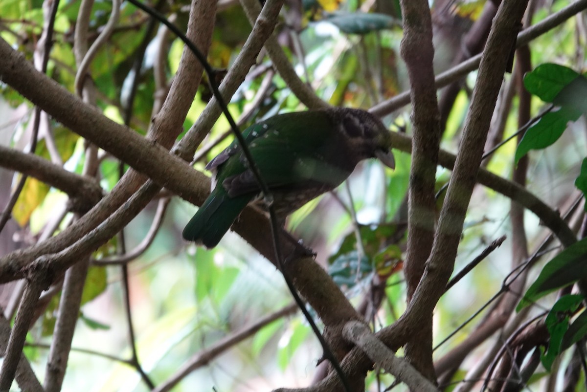 Spotted Catbird - ML638525066
