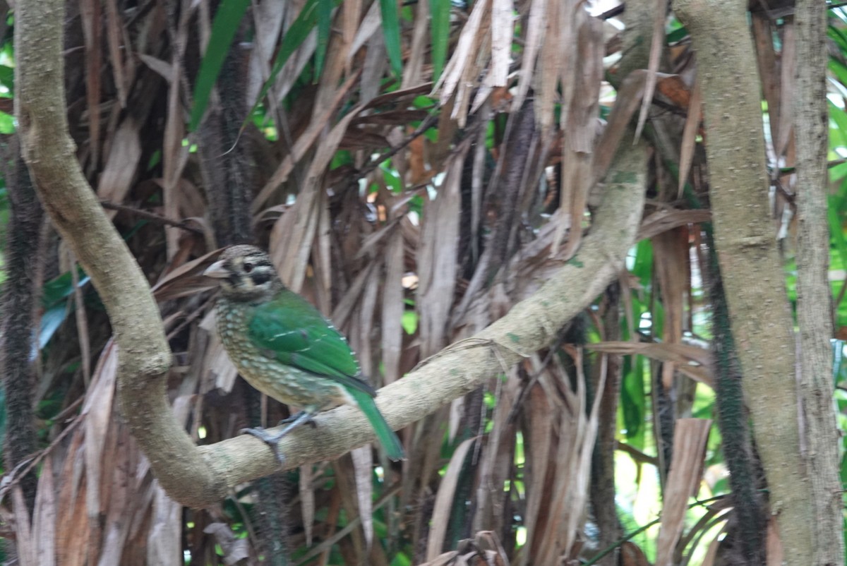 Spotted Catbird - ML638525067