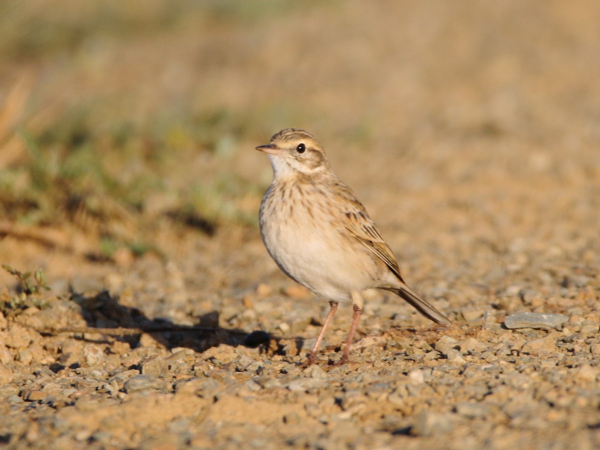 Australian Pipit - ML638525087