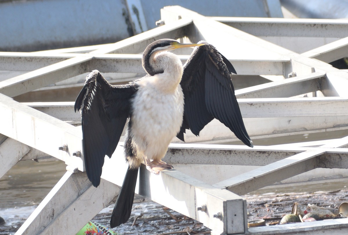 Australasian Darter - ML638525110