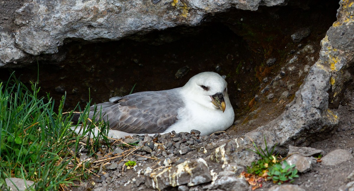 Northern Fulmar - ML638525179