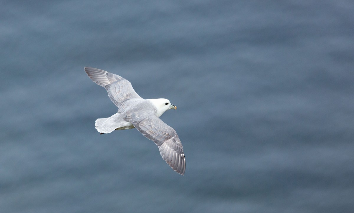 Northern Fulmar - ML638525190