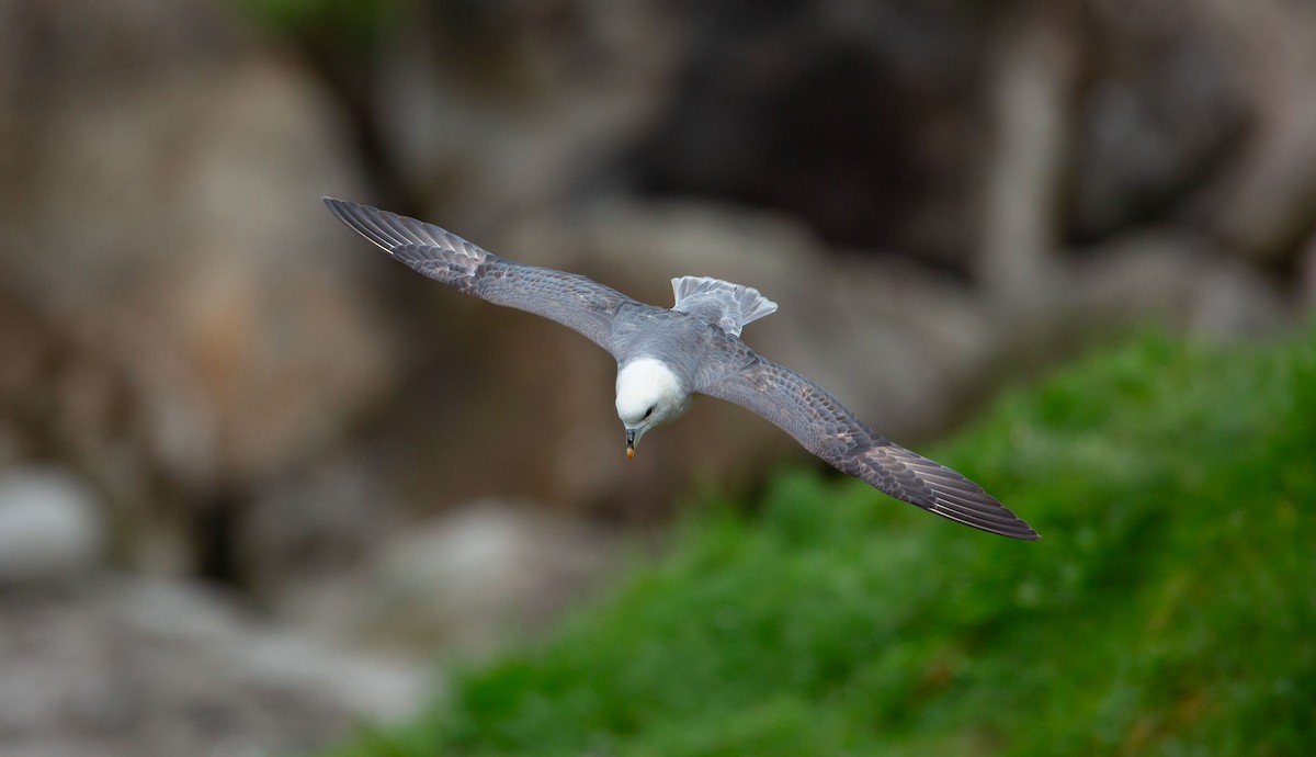 Northern Fulmar - ML638525193