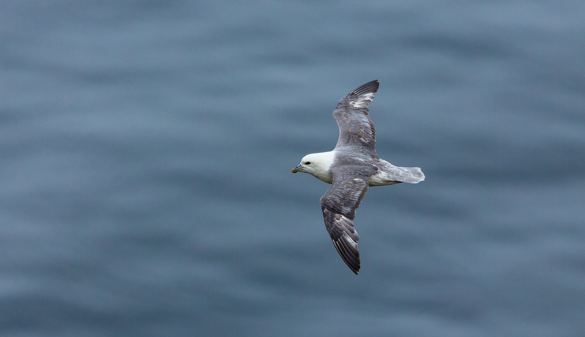 Northern Fulmar - ML638525196