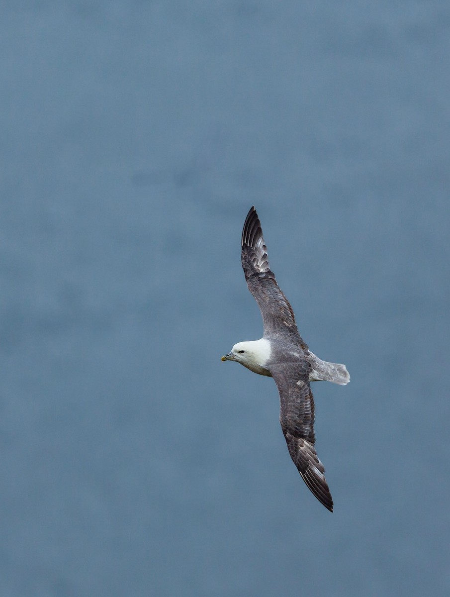 Northern Fulmar - ML638525199
