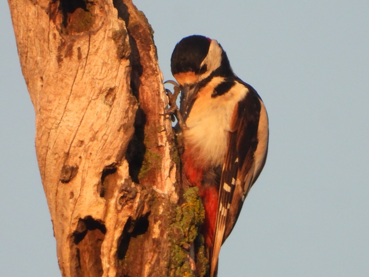 Great Spotted Woodpecker - ML638525206