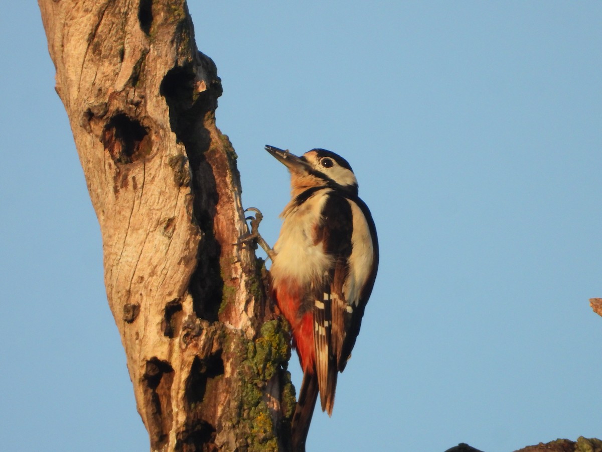 Great Spotted Woodpecker - ML638525207