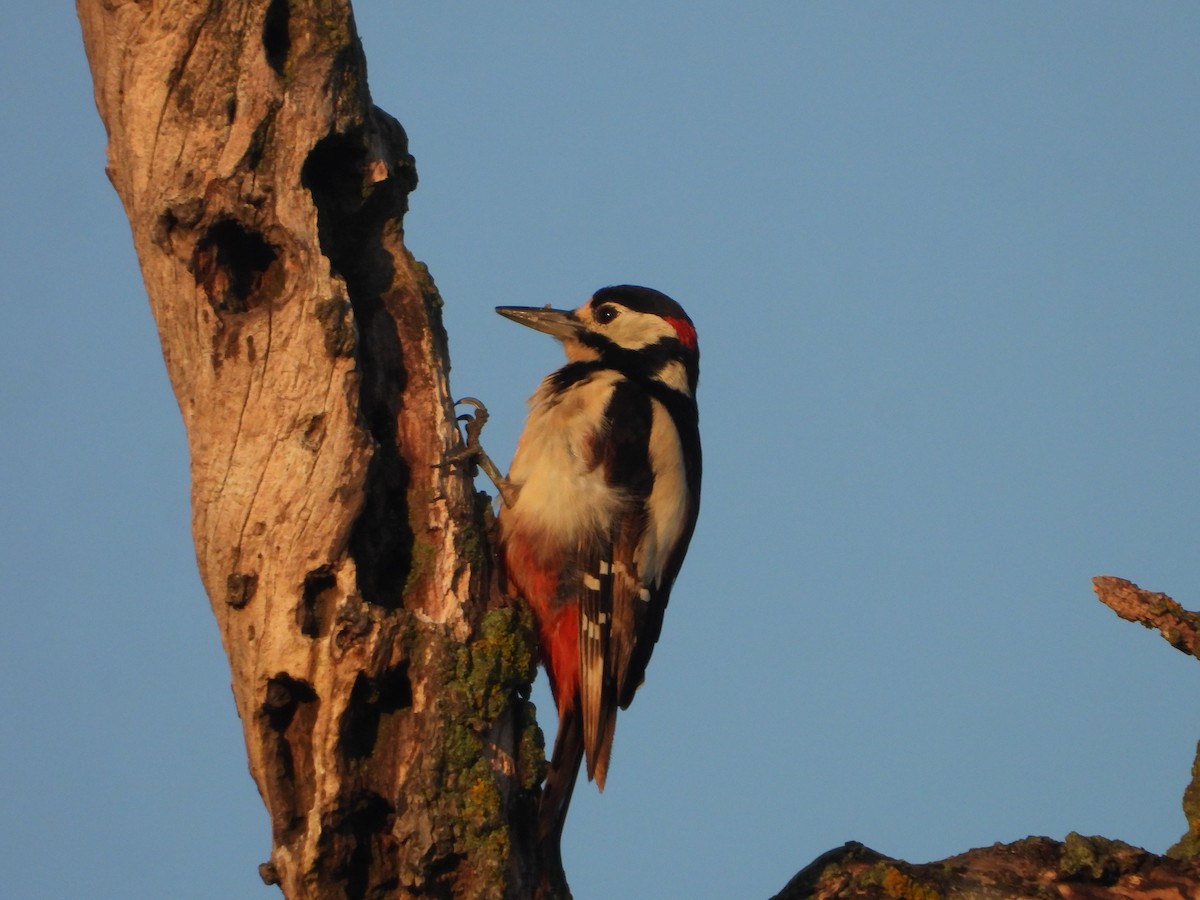 Great Spotted Woodpecker - ML638525208