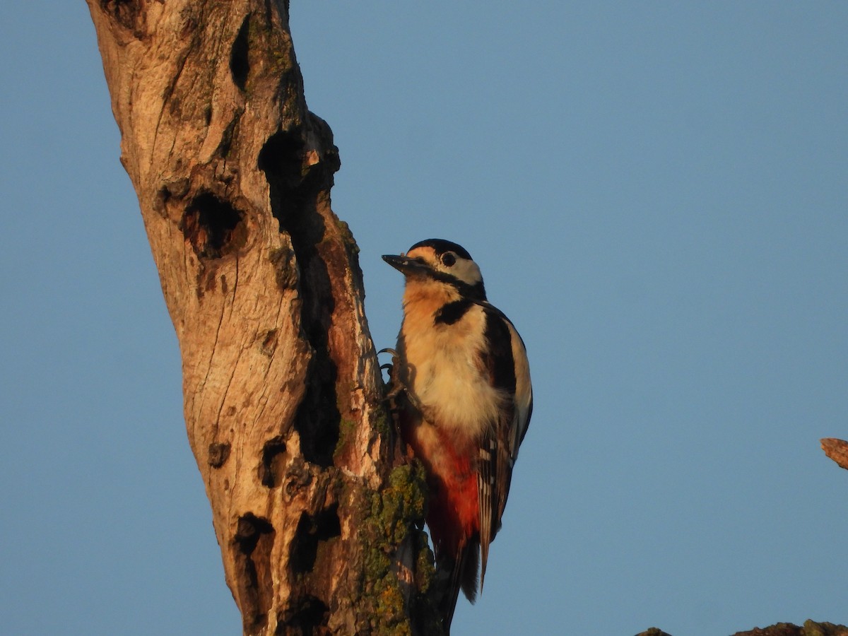 Great Spotted Woodpecker - ML638525209