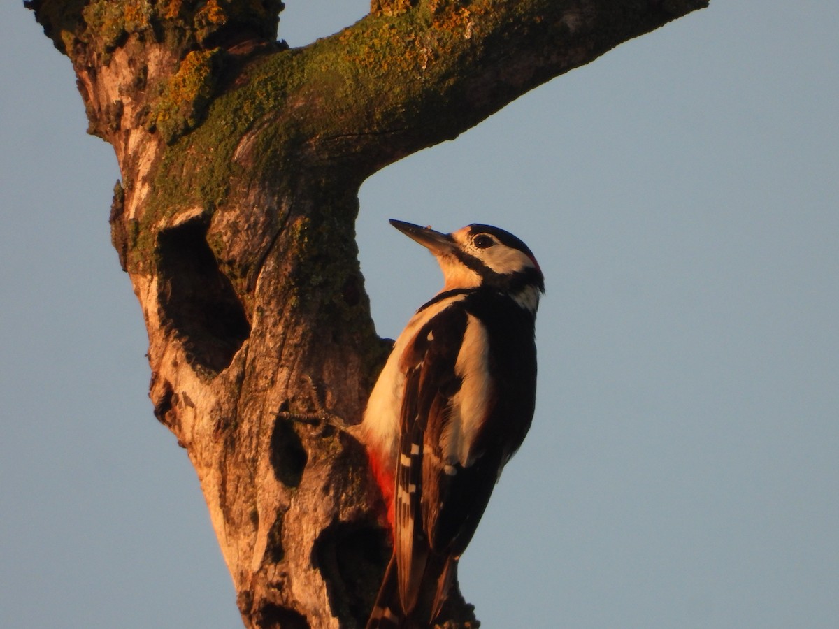 Great Spotted Woodpecker - ML638525210