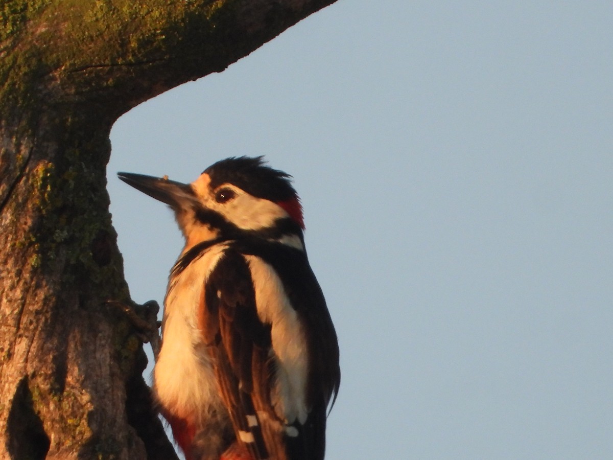 Great Spotted Woodpecker - ML638525211