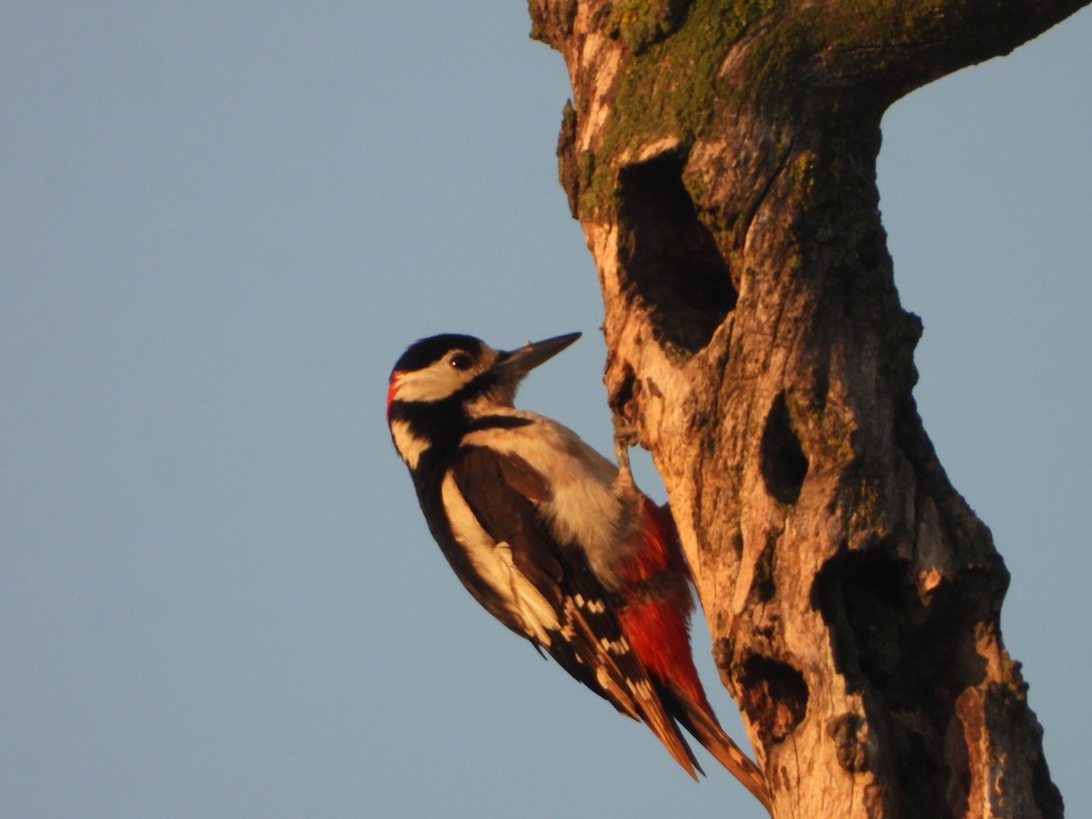 Great Spotted Woodpecker - ML638525212