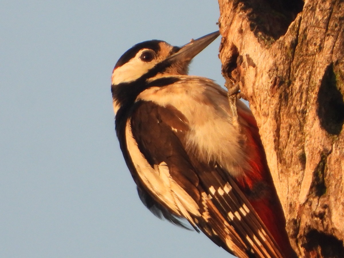 Great Spotted Woodpecker - ML638525213