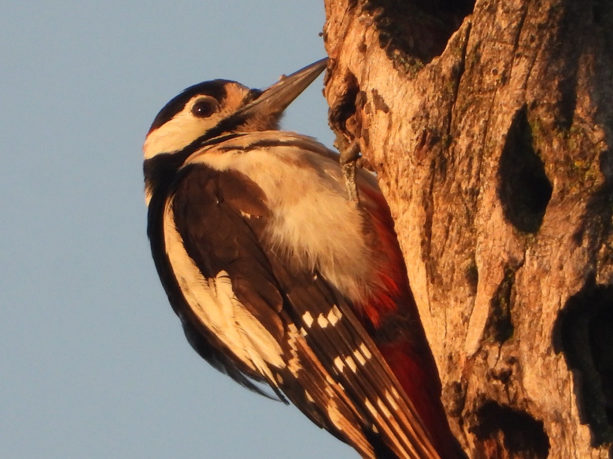Great Spotted Woodpecker - ML638525214