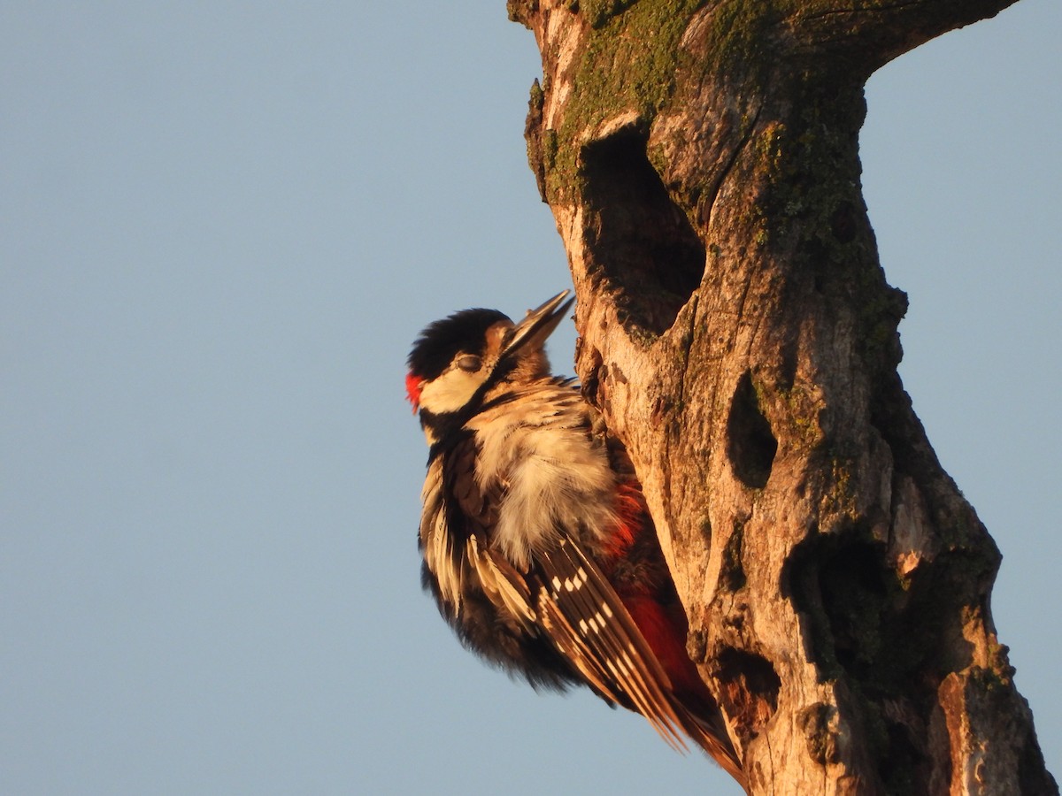 Great Spotted Woodpecker - ML638525215