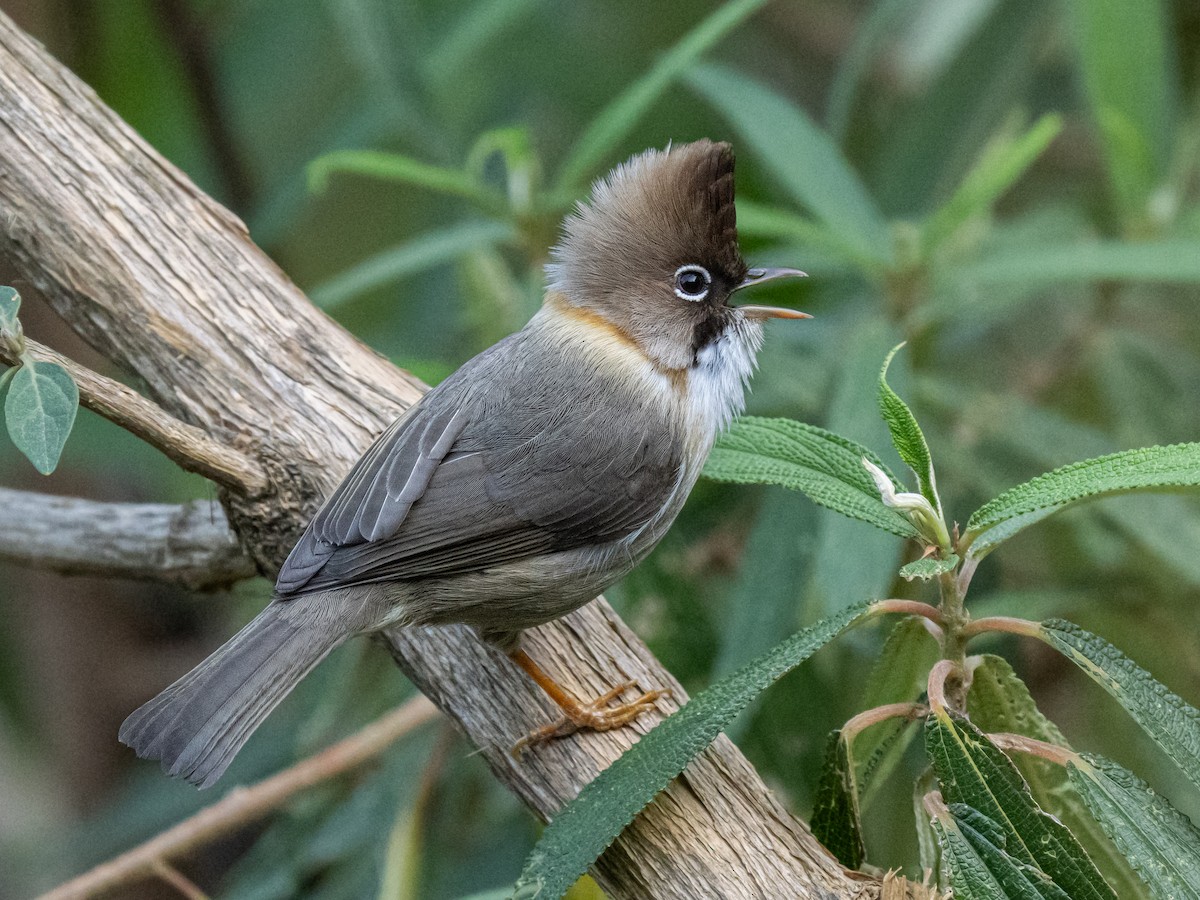 Whiskered Yuhina - ML638525223