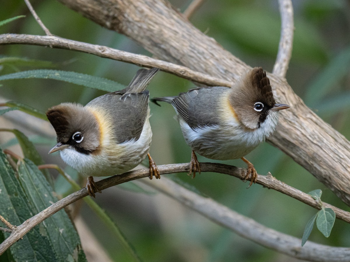 Whiskered Yuhina - ML638525224