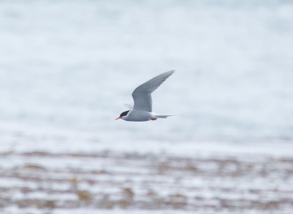 Black-fronted Tern - ML638525226
