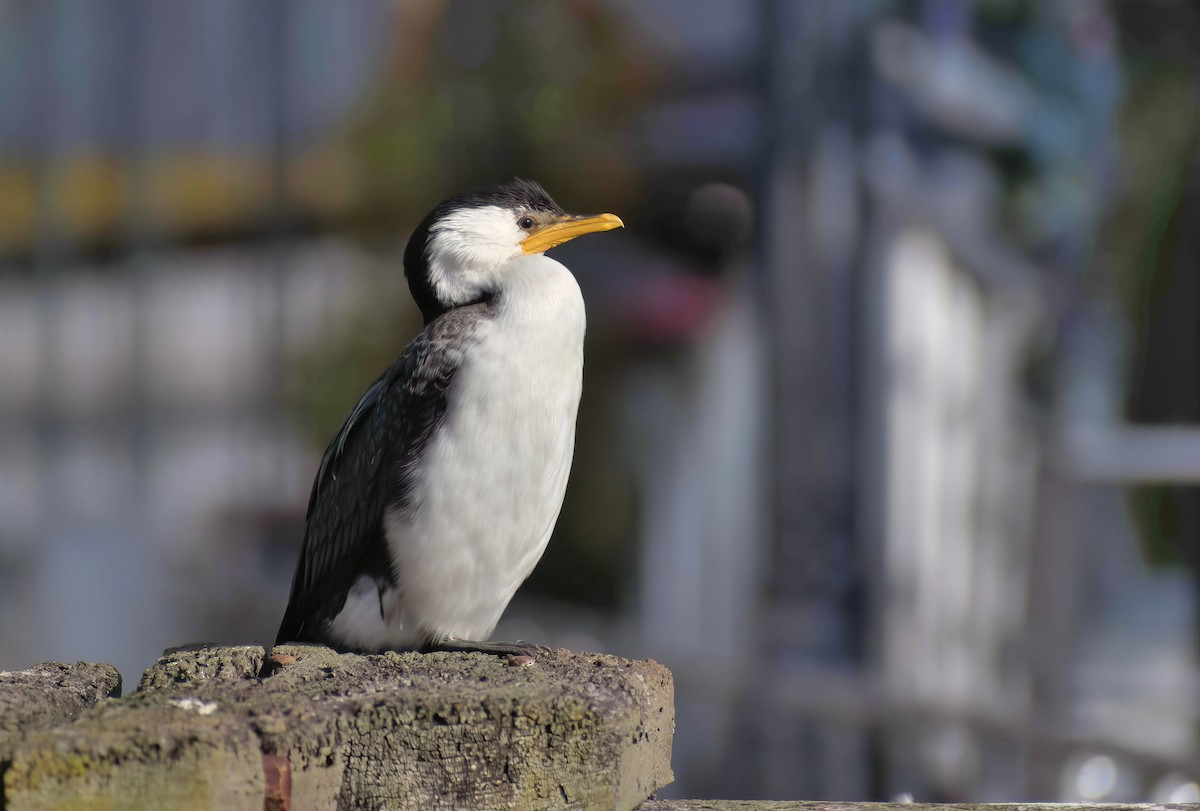 Little Pied Cormorant - ML638525228
