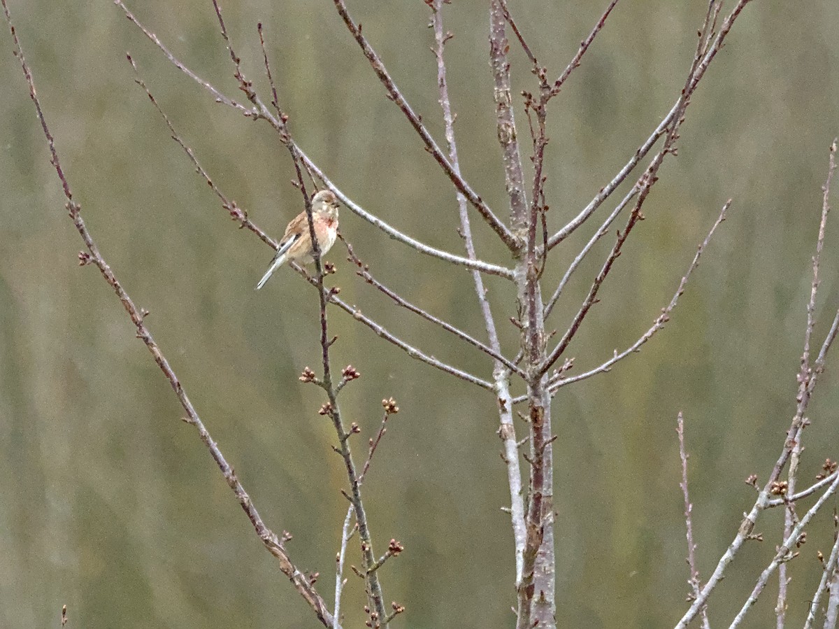 Eurasian Linnet - ML638525229