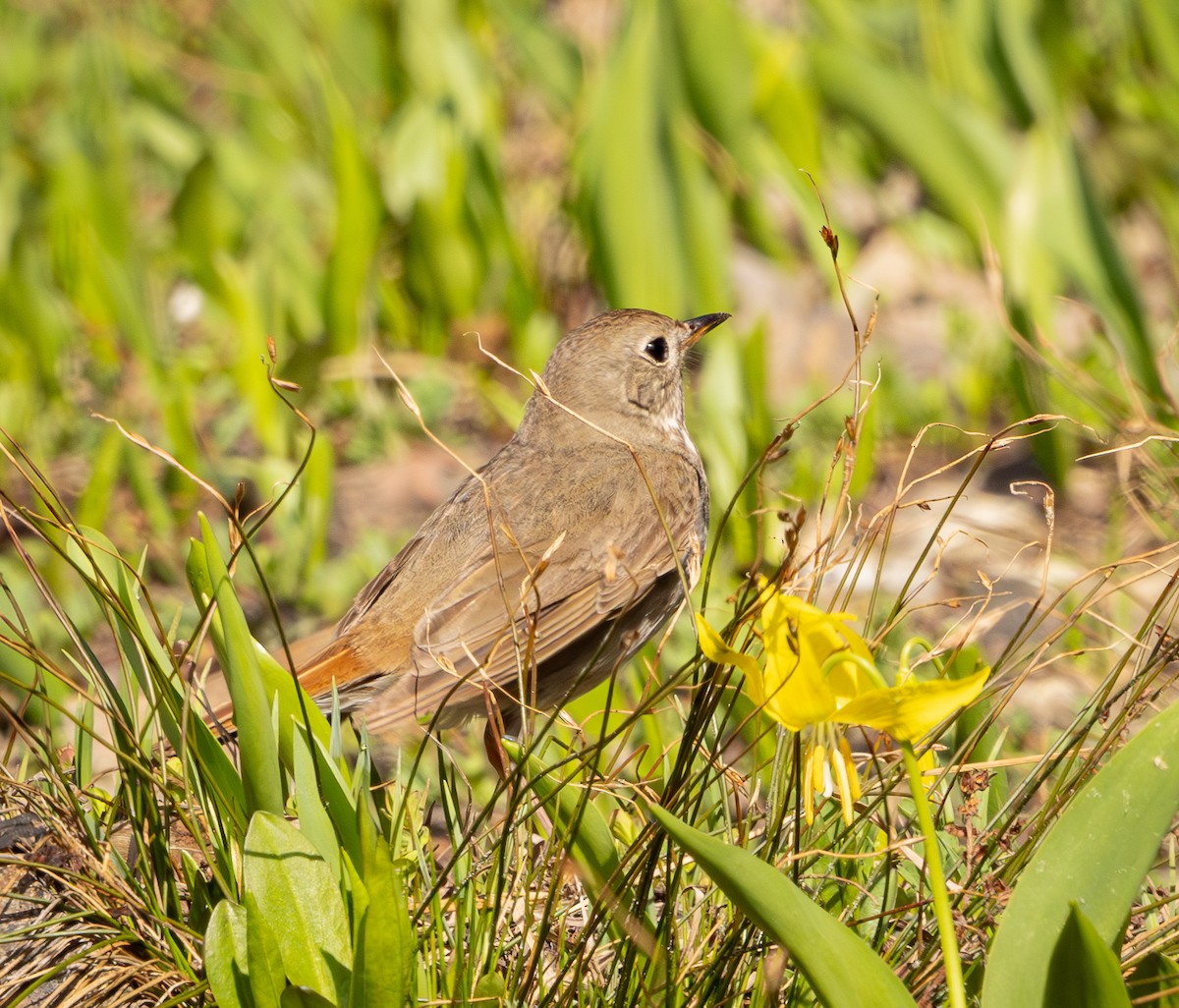 Hermit Thrush - ML638525249