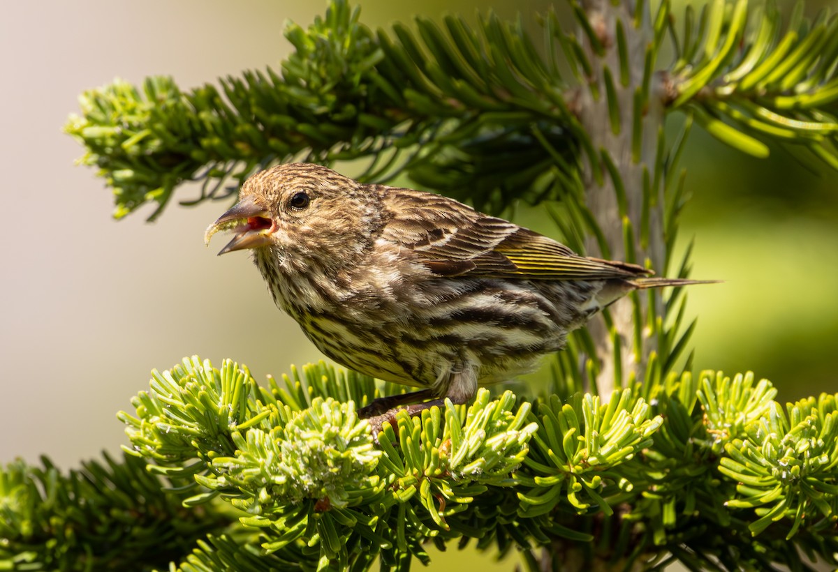 Pine Siskin - ML638525259