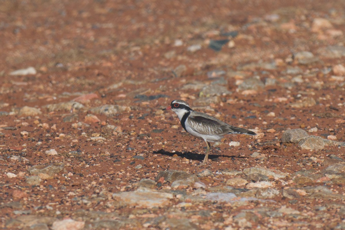 Black-fronted Dotterel - ML638525269