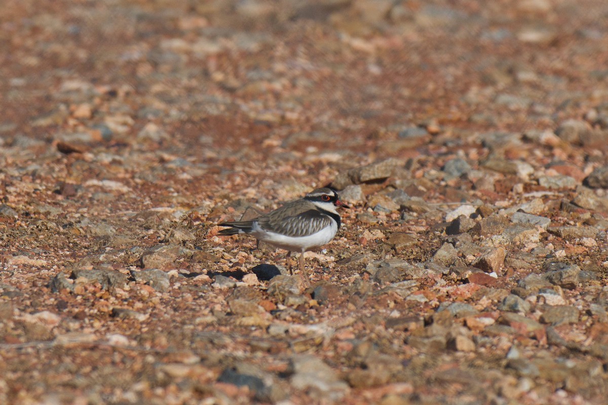 Black-fronted Dotterel - ML638525273