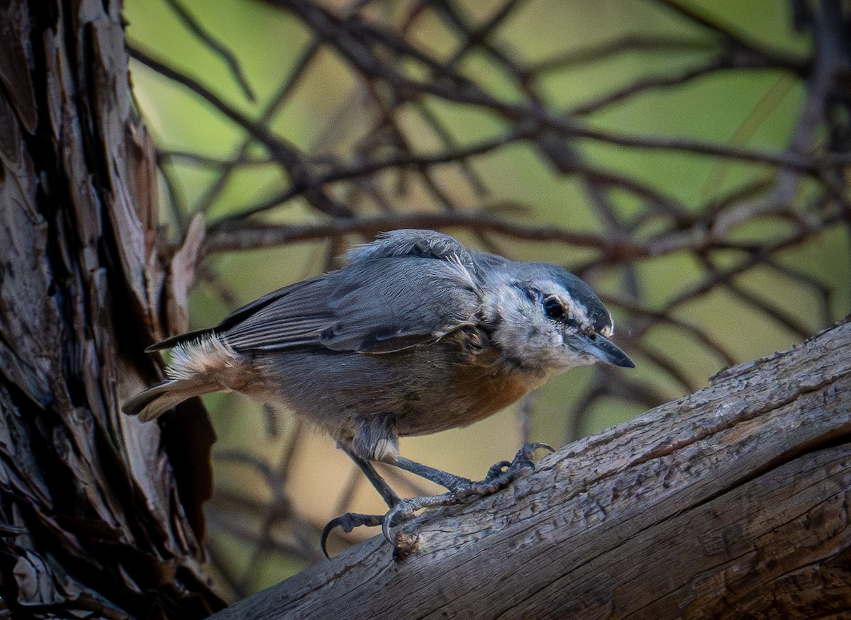 Krüper's Nuthatch - ML638525287