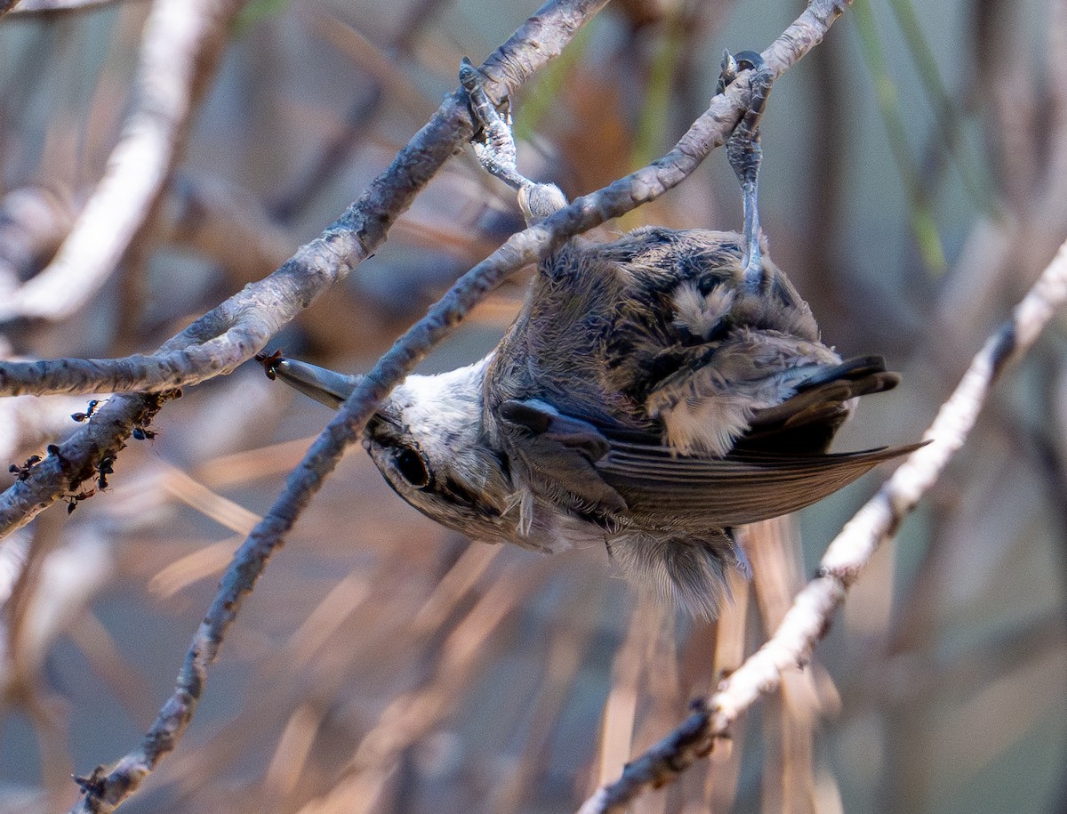 Krüper's Nuthatch - ML638525288