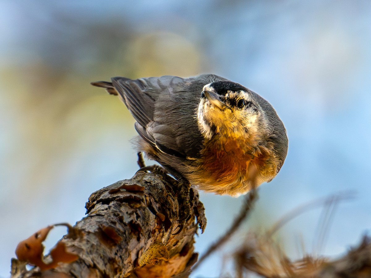 Krüper's Nuthatch - ML638525289