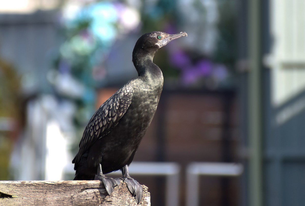 Little Black Cormorant - ML638525296