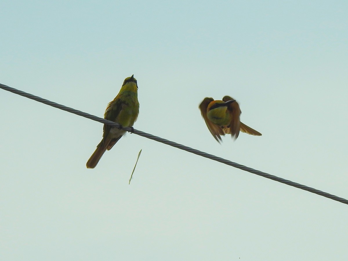Asian Green Bee-eater - ML638525297