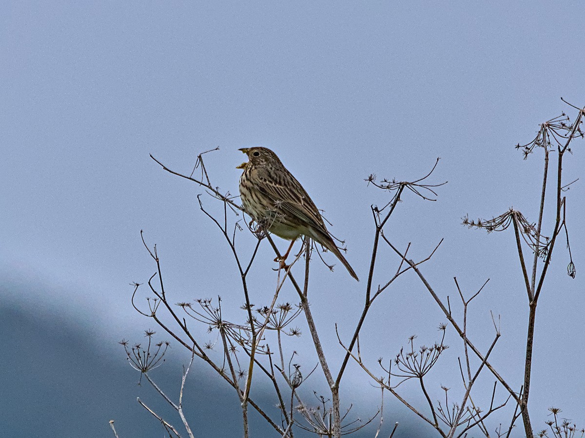 Corn Bunting - ML638525334