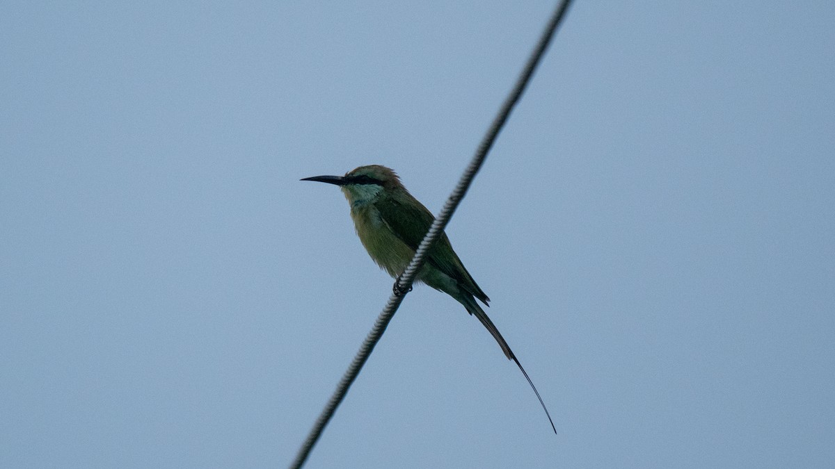 Asian Green Bee-eater - ML638525340