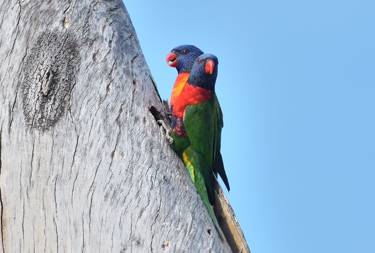 Rainbow Lorikeet - ML638525434