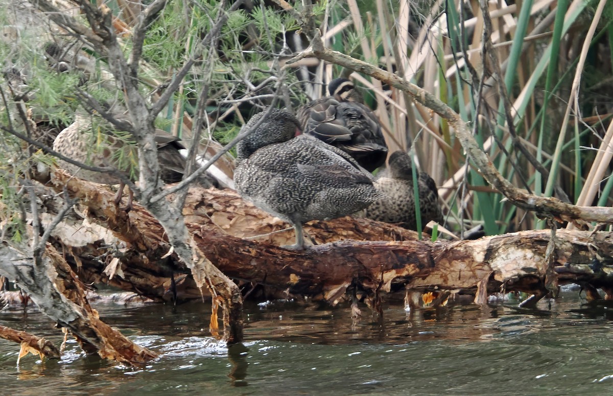 Freckled Duck - ML638525444