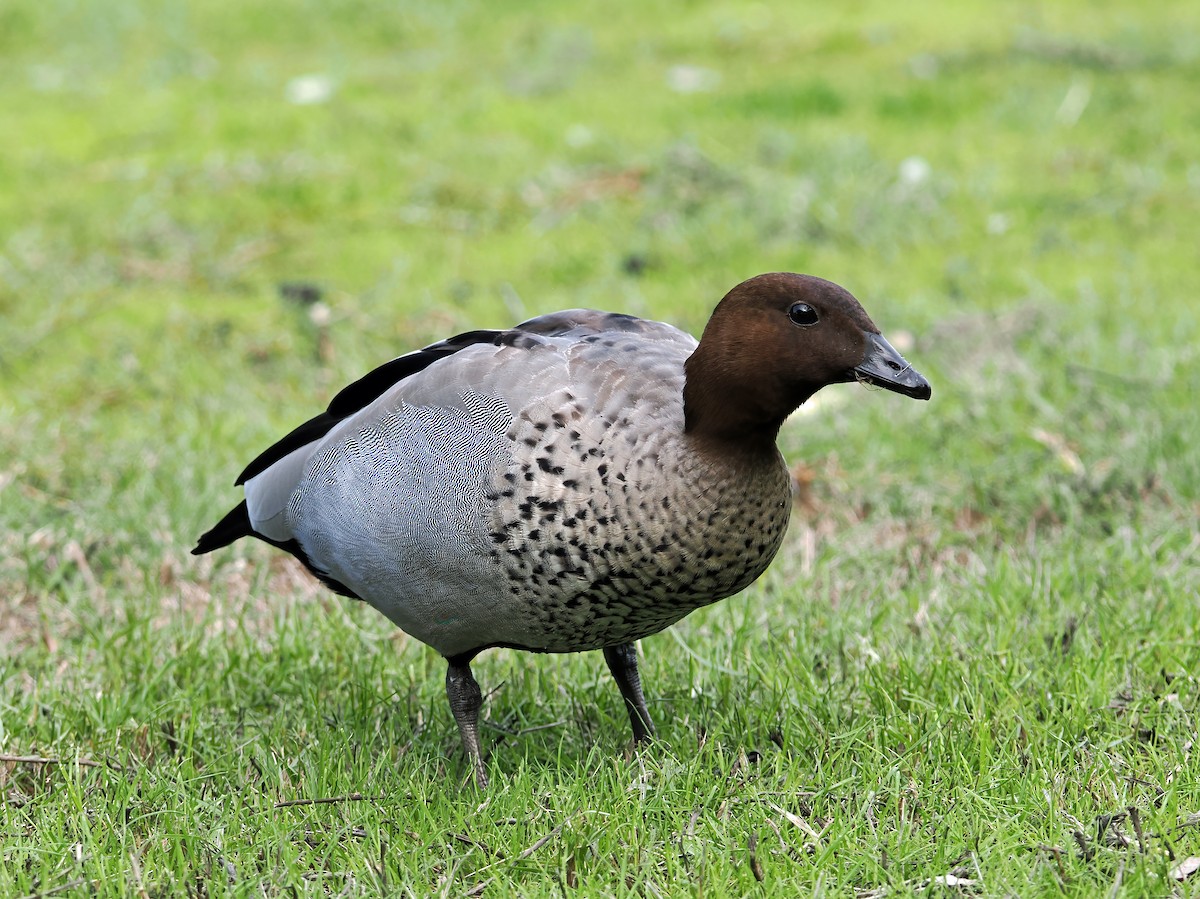 Maned Duck - ML638525456