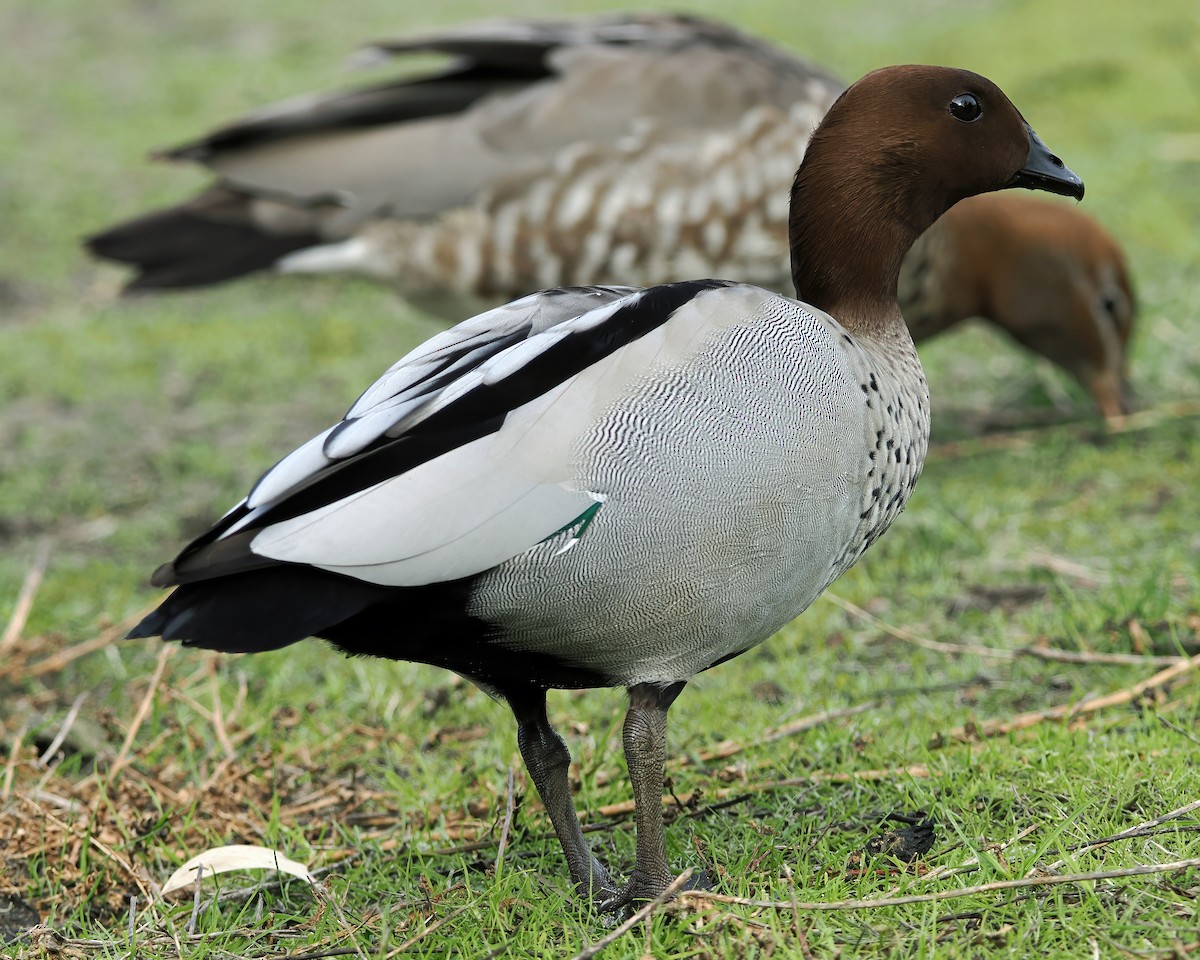 Maned Duck - ML638525457