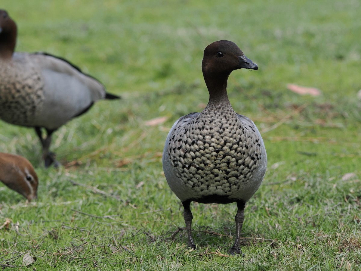 Maned Duck - ML638525458