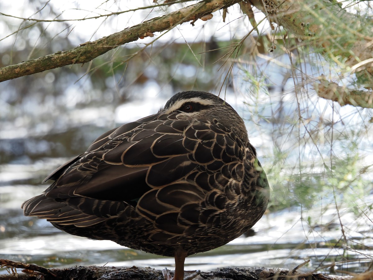 Pacific Black Duck - ML638525460