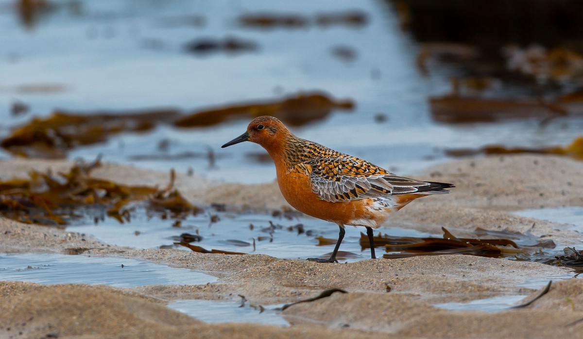 Red Knot - ML638525464