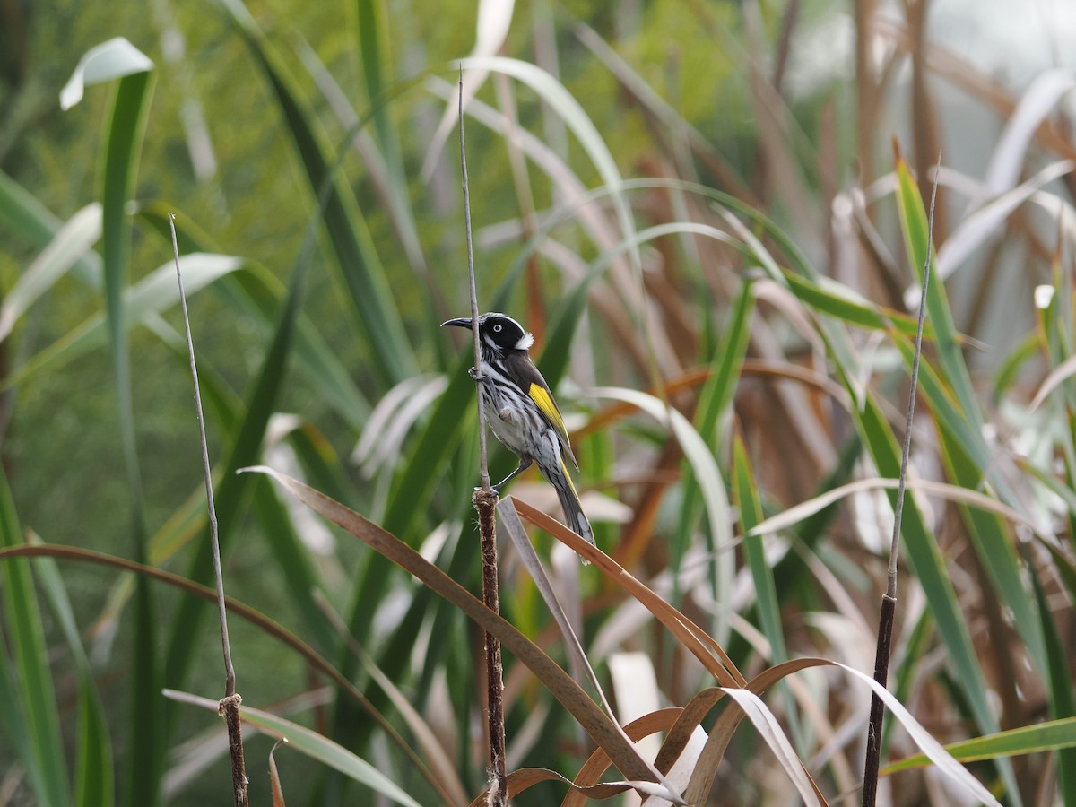 New Holland Honeyeater - ML638525472