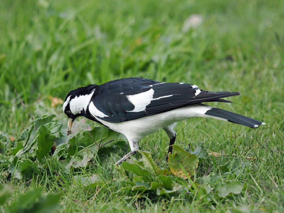 Magpie-lark - ML638525480